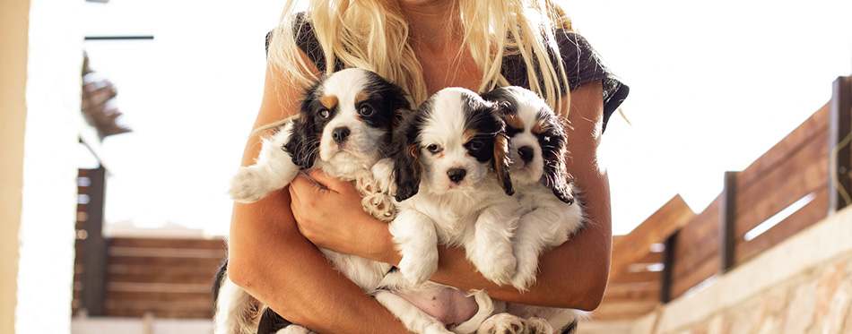 Girl hands holding puppies