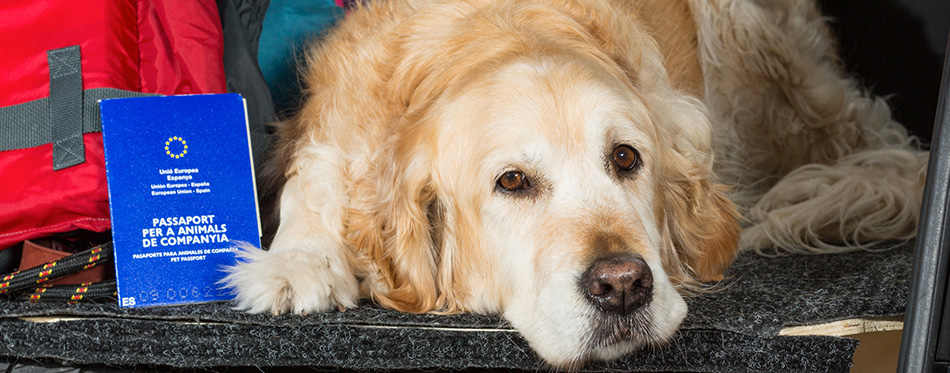 Golden Retriever Trip