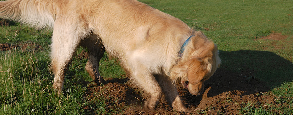 Golden Retriever dog digging hole