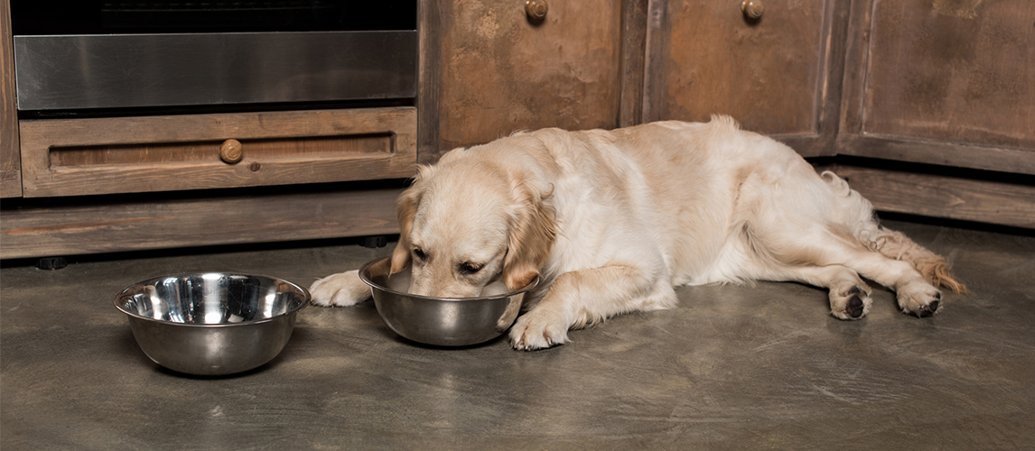 Golden retriever dog eating