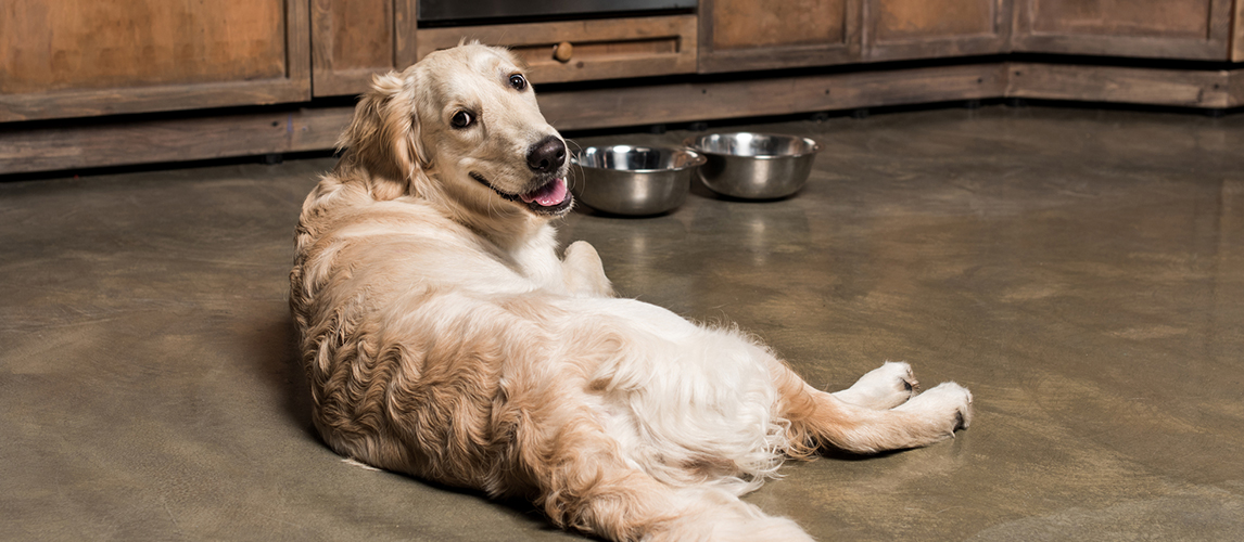 Golden retriever dog