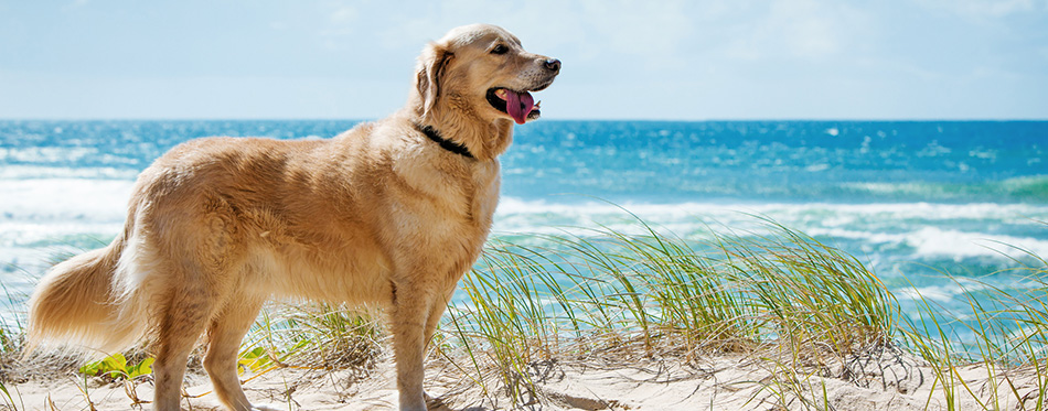 Golden retriever on a sandy dune overlooking beach