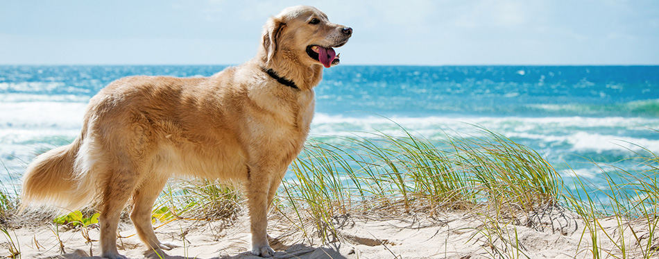 Golden retriever on a sandy dune overlooking beach