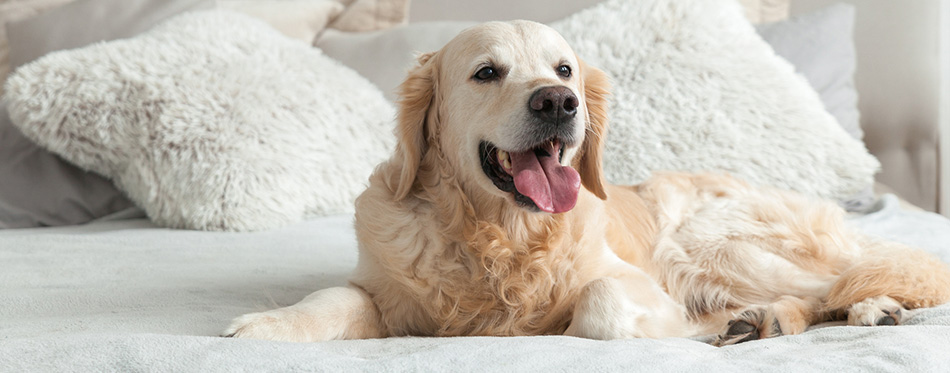 Golden retriever puppy dog lying on the bed