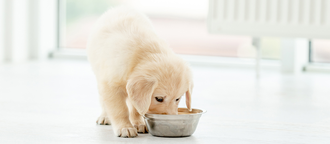 Golden retriever puppy eating food