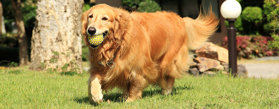 Golden retriever running with a ball