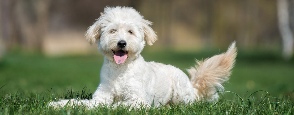 Goldendoodle dog lying on the grass