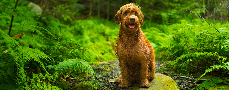 Goldendoodle dog sitting on the rock