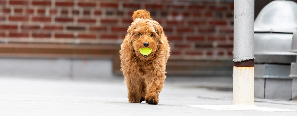 Goldendoodle dog with a ball