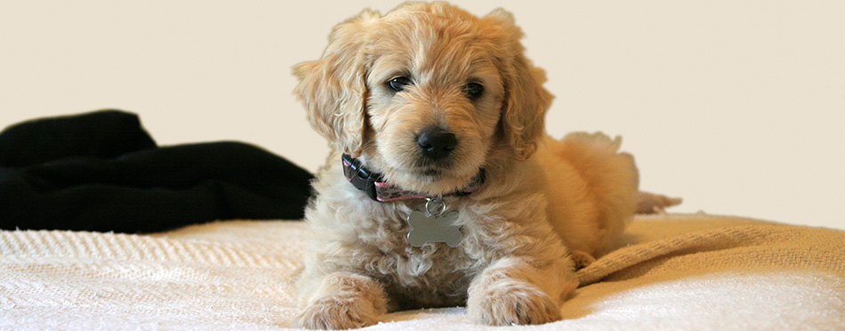 Goldendoodle puppy