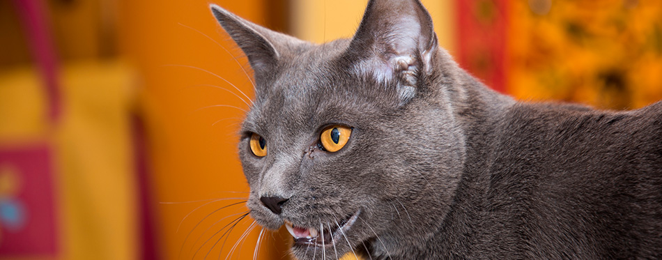 Gray Chartreux cat