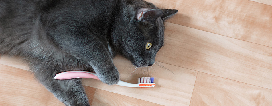 Gray cat lying on the floor of the room with a toothbrush.