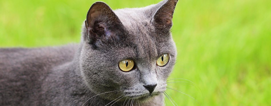 Gray cat portrait