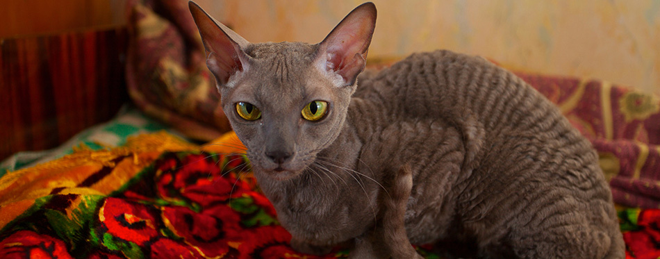 Gray cat sitting and looking at the camera