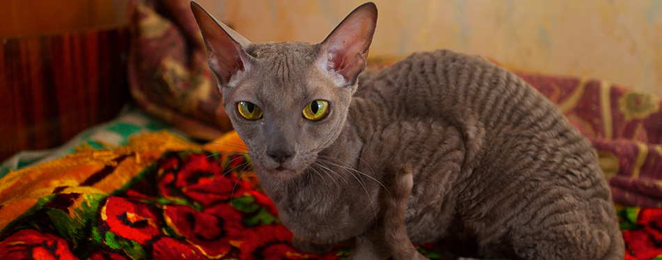 Gray cat sitting and looking at the camera