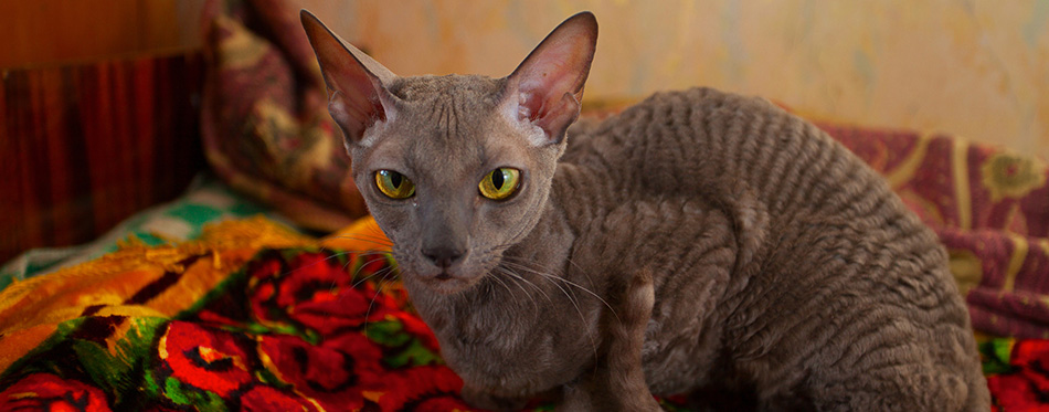 Gray cat sitting and looking at the camera