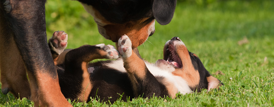 Greater Swiss mountain dog mother and puppy playing