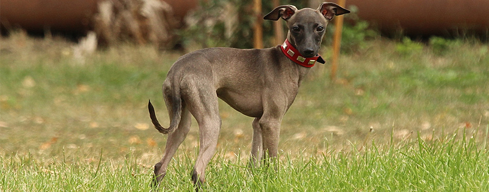 Greyhound dog