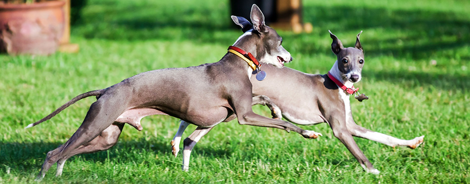 Greyhound dogs playing