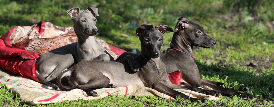 Greyhound puppies