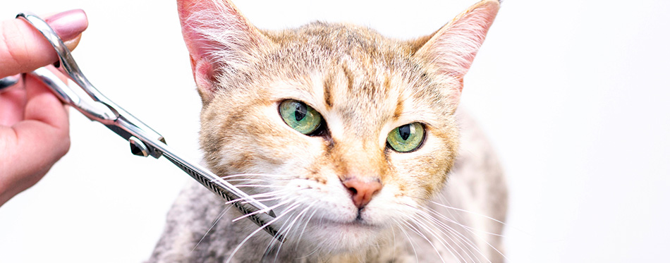 Groomer cuts cat hair in the salon. 