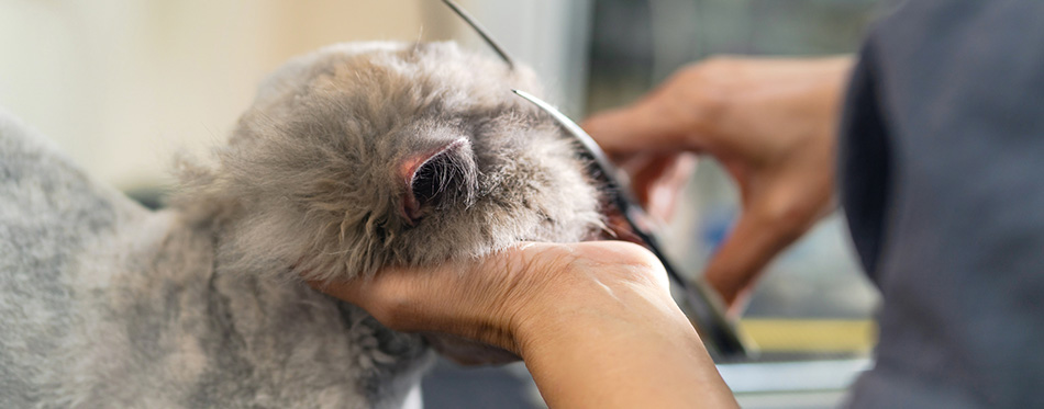 Groomer cutting hair of cat