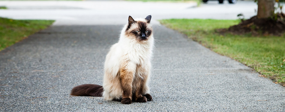 Grumpy Balinese Cat Sitting on Sidewalk near Road