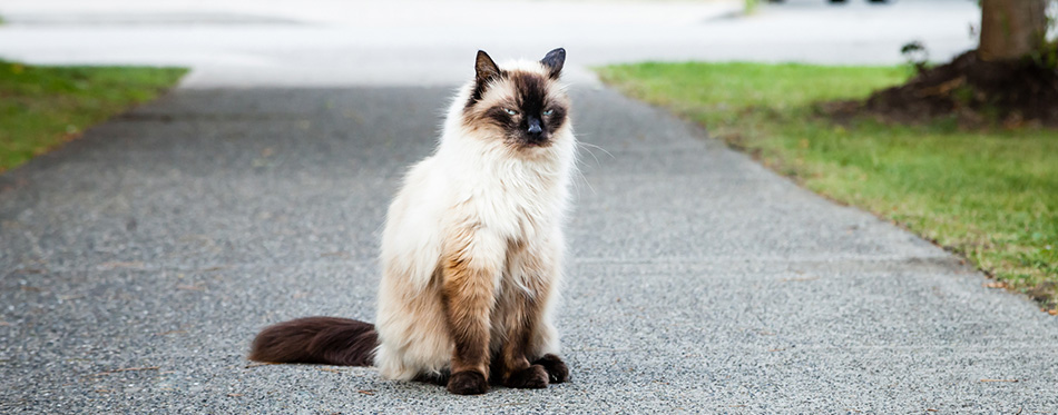 Grumpy Balinese Cat Sitting on Sidewalk near Road