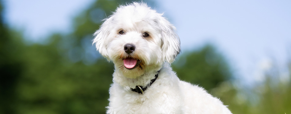 Happy and smiling Bichon Havanese dog