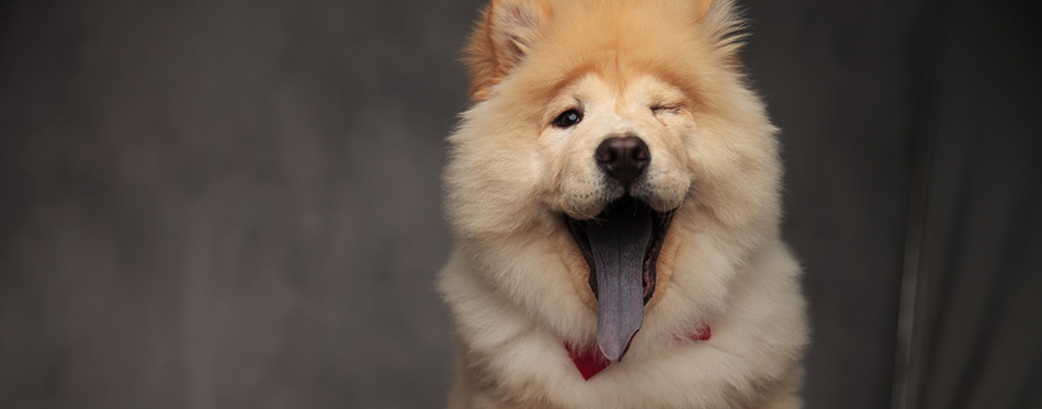 Happy chow chow wearing red bowtie winking with tong