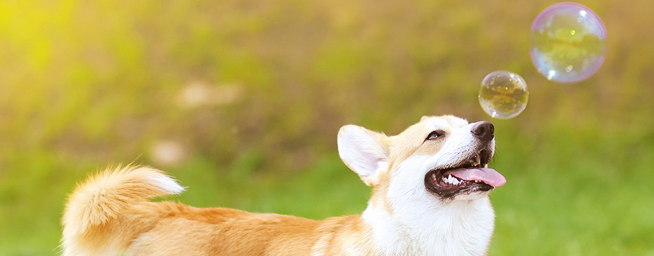 Happy fun dog and soap bubbles