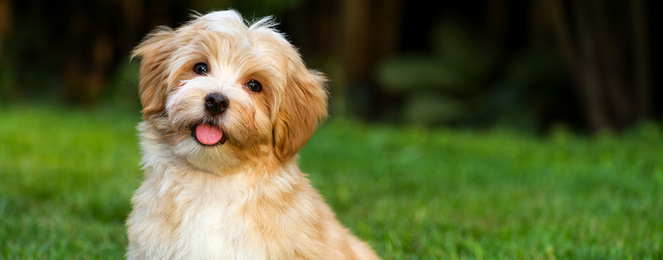 Happy little orange havanese puppy dog is sitting 