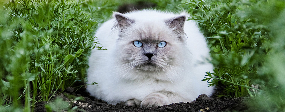 Himalayan Cat