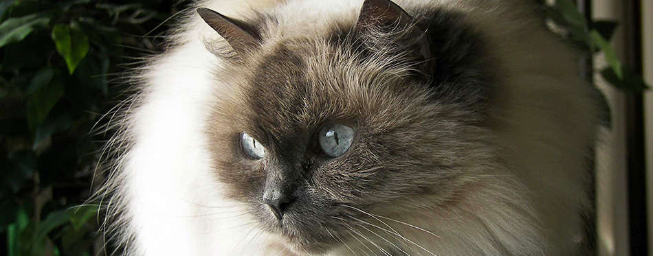 Himalayan Cat