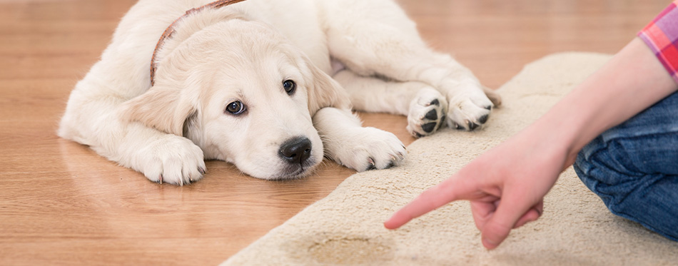 House training of guilty puppy