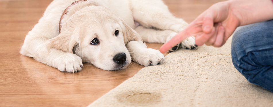 House training of guilty puppy