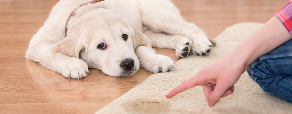 House training of guilty puppy