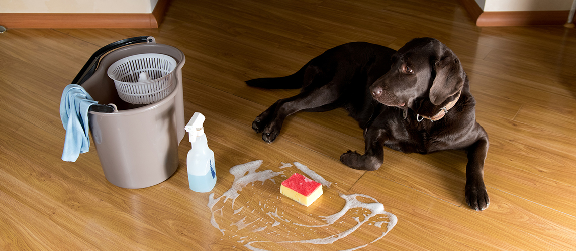 https://www.petside.com/wp-content/uploads/2020/07/How-To-Protect-Wood-Floors-From-Dog-Urine.jpg