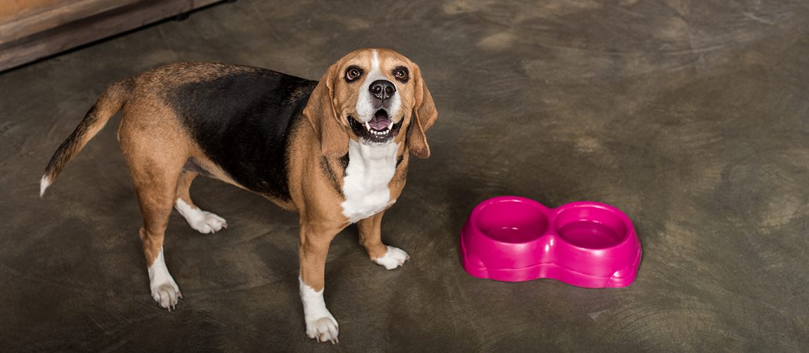 Hungry beagle dog