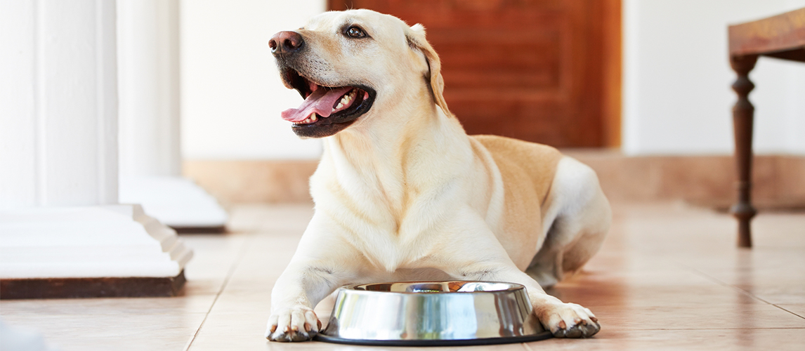 Hungry dog near food bowl