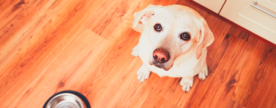 Hungry dog waiting for feeding