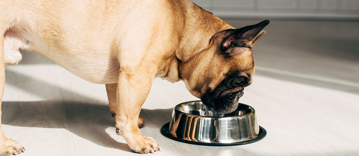 Hungry french bulldog looking at bowl in room 