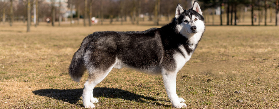 Husky 