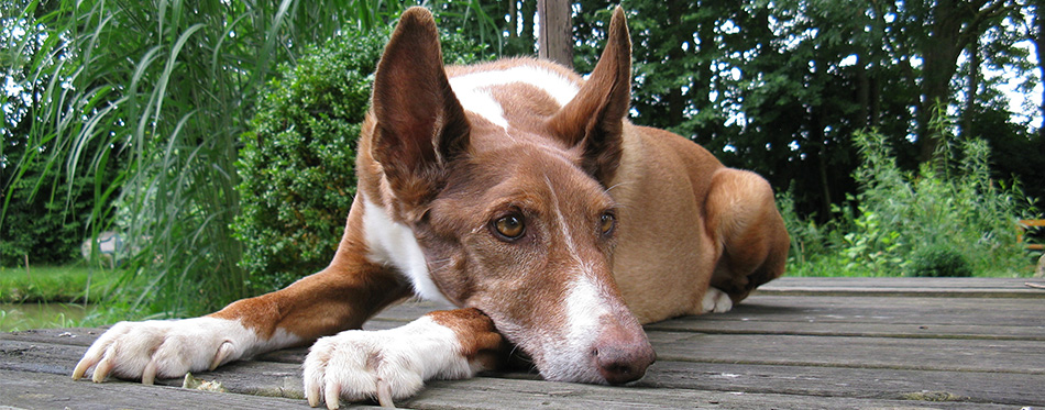 Ibizan Hound