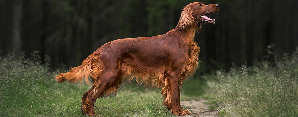 Irish Setter