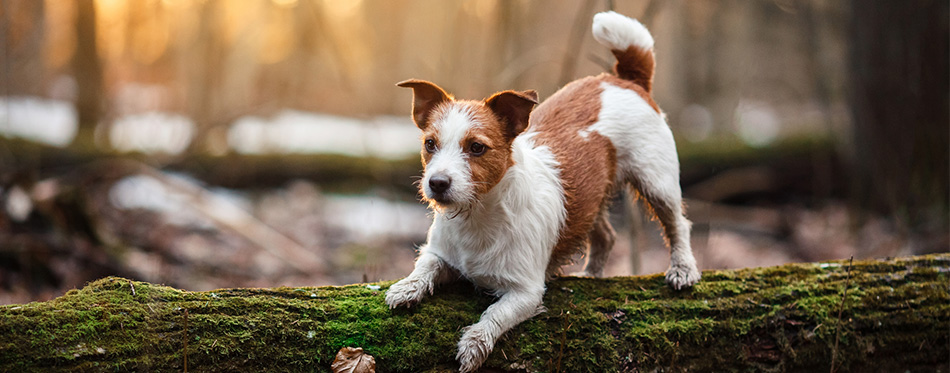 Jack Russell Terrier in the woods