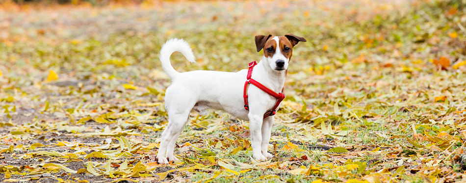 Jack Russell Terrier