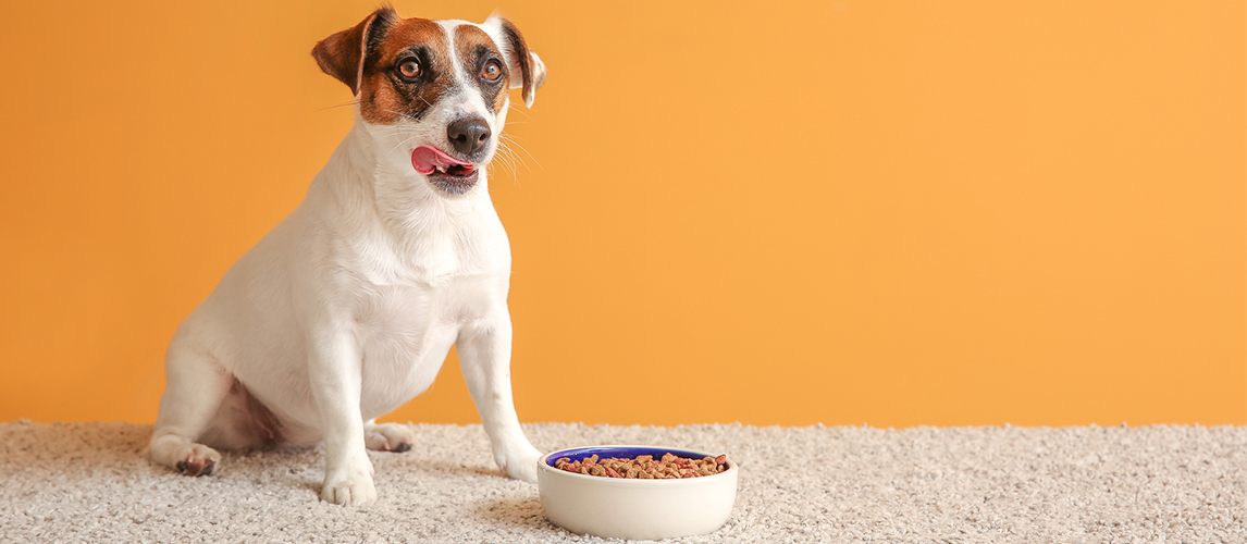 Jack Russell and a food bowl