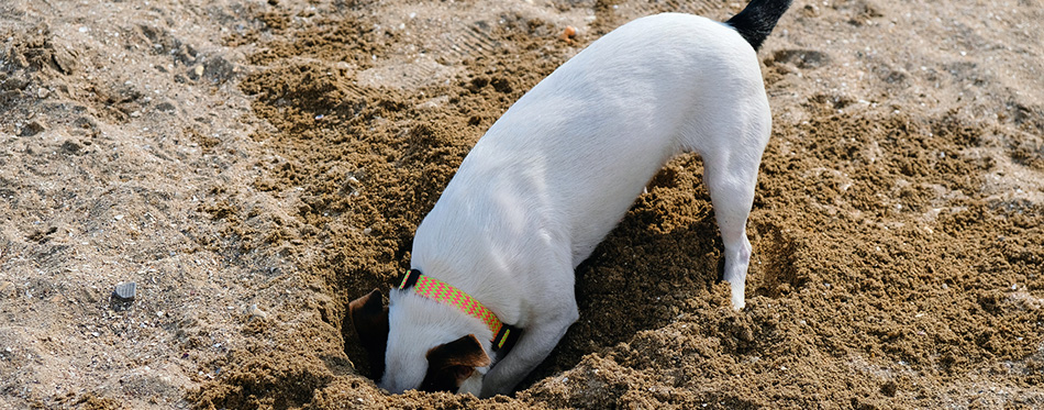 Jack russell dog digging a hole