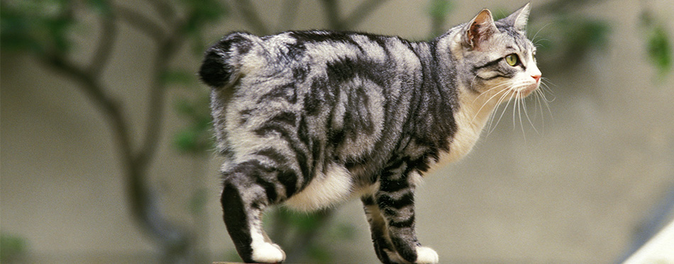 Japanese Bobtail